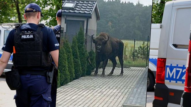 Żubr na wolności. Pajor uciekł z prywatnej zagrody