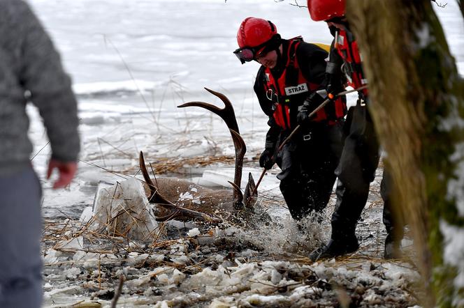 Akcja na jeziorze Ińsko. Strażacy wyciągają martwe jelenie