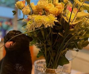 Iga Świątek opłakuje śmierć kotki Grappy