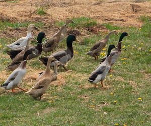 Nowe ognisko HPAI w woj. lubelskim