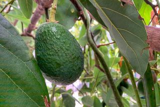 Drzewko awokado w naturalnych warunkach