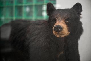 Konwekcja CITIES zakazuje przewóz takich rzeczy 