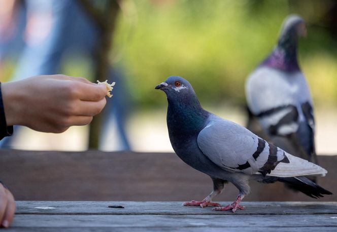 Zakaz dokarmiania gołębi