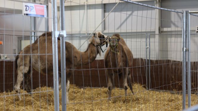 Tak wyglądał Zoopark 2024 w Lublinie! Zobacz zdjęcia