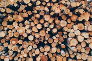 Sprzedawcy zawyżają ceny drewna! Lasy Państwowe ostrzegają: to nie ma uzasadnienia 