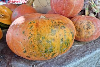 Ceny dyni na targu w Rzeszowie 