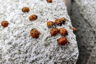 Inwazja azjatyckich biedronek w Polsce. Tak wyglądają i mogą być groźne!
