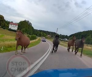 Te nagrania wywołują ciarki na plecach. Zwierzęta wbiegają tuż przed maskę!