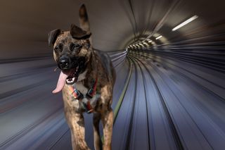 „Biega po tunelach i staramy się go złapać”. Szokujący komunikat w metrze