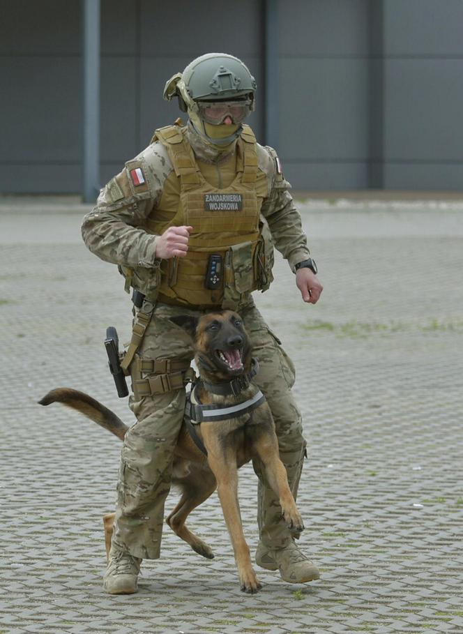 Zołnierze WP z psami