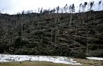 Halny w Tatrach. Połamane drzewa, uszkodzone domy