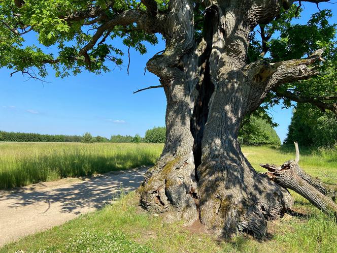Dąb Dunin zwany Strażnikiem Puszczy reprezentuje Podlasie w konkursie na Drzewo Roku 2021