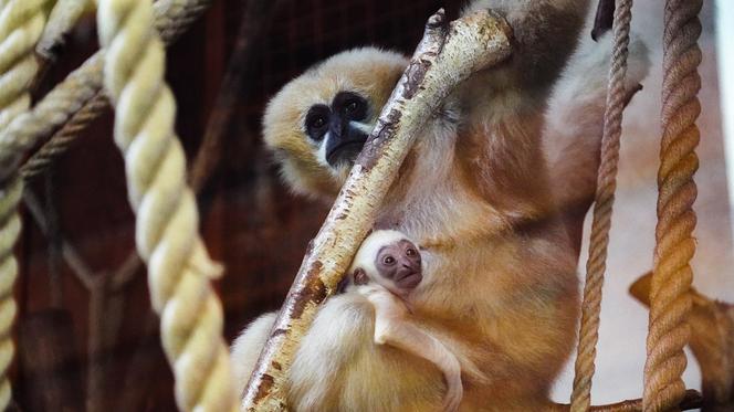 Kolejne niesamowite narodziny w ZOO Wrocław! Na świat przyszedł gibon białopoliczkowy [ZDJĘCIA, FILM]