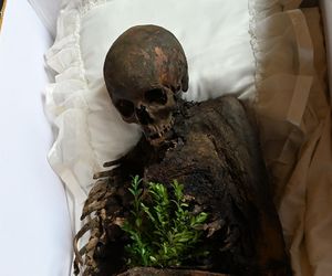 Mumia szlachcica odkryta w Komorowie