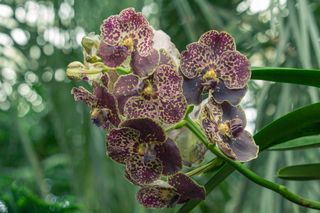 Storczyk Vanda