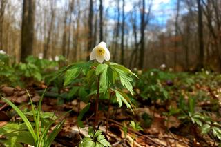 Wiosna w lasach podprzemyskich