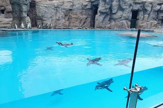 Kowalski, Rico, Szeregowy i Skipper szczerzyli ząbki. Pingwiny z Chorzowa wróciły do zoo