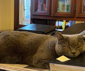 Urodziny kota Wrocka. Pupil Jacka Sutryka obchodzi 4-te urodziny [ZDJĘCIA]