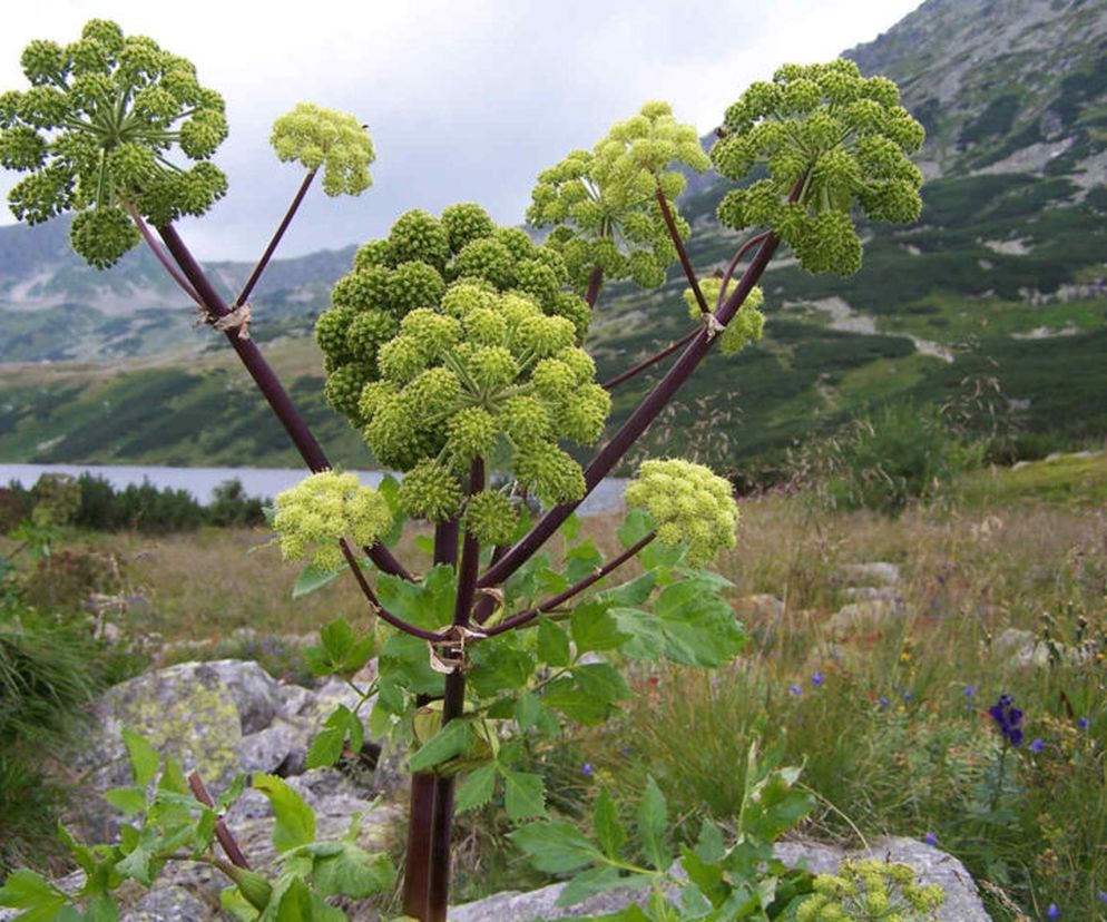 Arcydzięgiel to roślina, która może osiągnąć nawet 150 cm wysokości. Fot. „Archangelica officinalis a2” autorstwa Opioła Jerzy - Praca własna. Licencja CC BY 2.5 na podstawie Wikimedia Commons