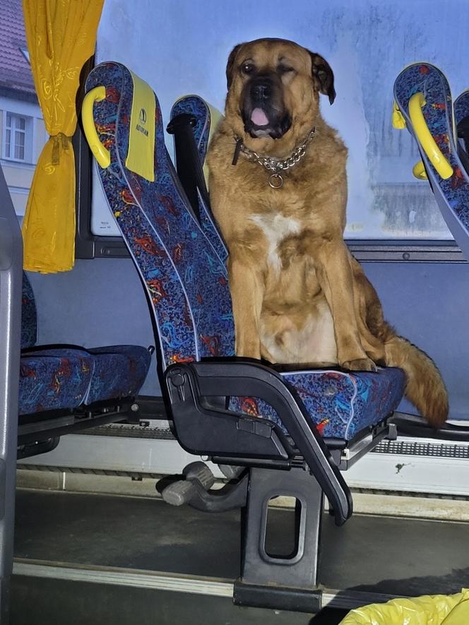 Wsiadł do autobusu i za nic nie chciał wysiąść! Misiek szukał przygód