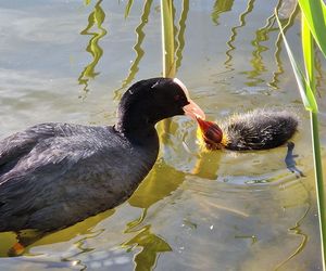 Ptasi Bufet nad bydgoskim Balatonem. Tak mieszkańcy karmią z głową!