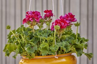 Wiszące pelargonie