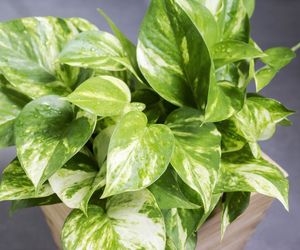 Epipremnum złociste - Epipremnum aureum = Rhaphidophora aurea