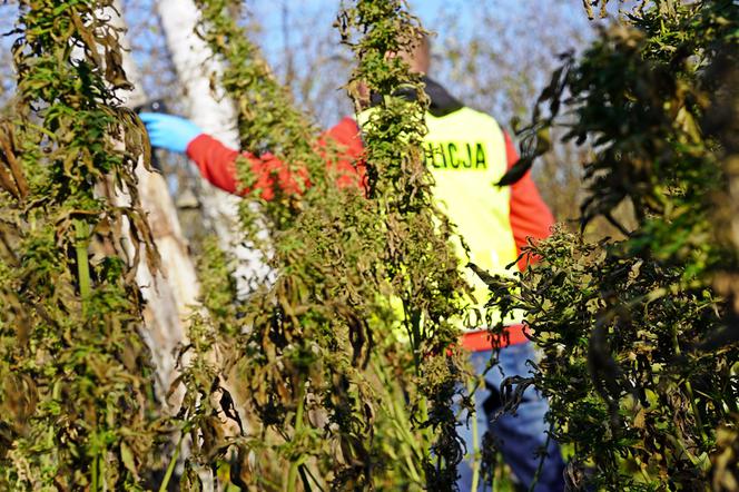 Miał w domu 23 kg konopi! Policja przechwyciła narkotyki o wartości ponad miliona zł [ZDJĘCIA]
