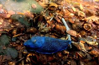 W Bieszczadach pojawiły się… niebieskie ślimaki. Czy to już plaga?