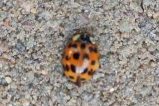 Inwazja biedronek azjatyckich we Wrocławiu! Wasze zdjęcia 