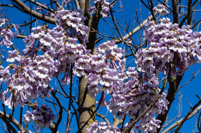 Paulownia omszona