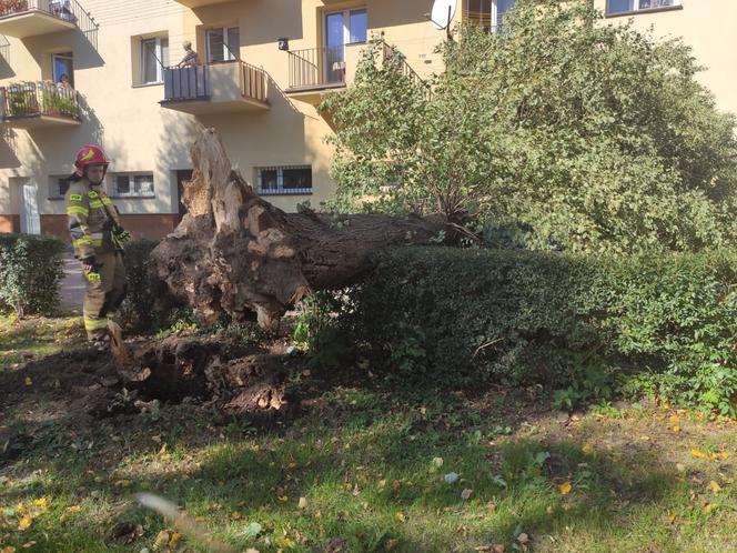 Powiśle. Halny łamał gigantyczne drzewa jak zapałki i przewracał je na samochody!