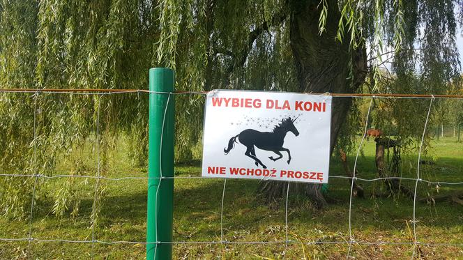 Pastwisko dla koni w Sosnowcu