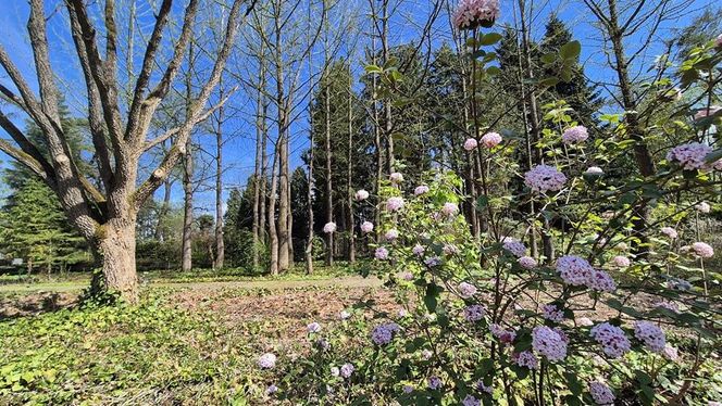 Arboretum w Bolestraszycach 