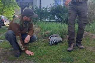 Ich mama została rozjechana przez samochód. Trójka maluszków błąkała się po okolicy