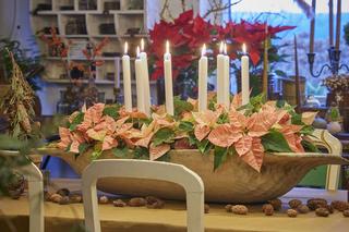 Poinsecje w świątecznych kompozycjach