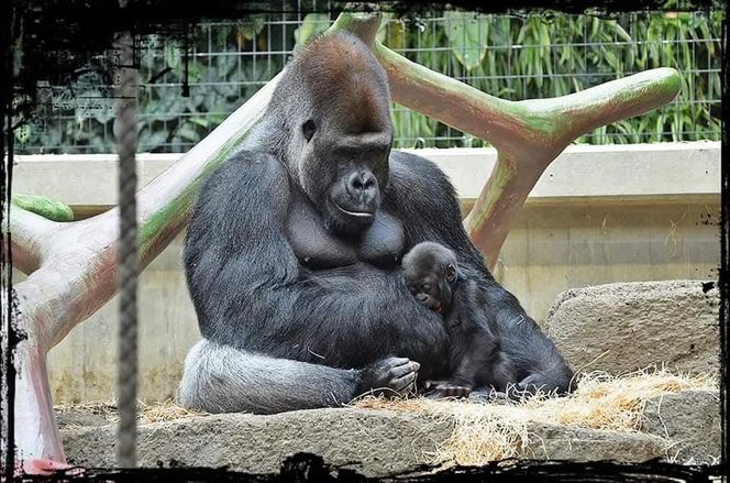 Warszawskie ZOO. Goryl M’Tonge "Mutek"