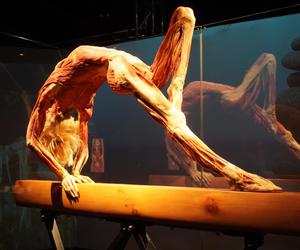 Wystawa z ludzkiego ciała. Body Worlds powróciła do Gdańska po 5 latach 