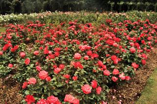 Róże okrywowe
