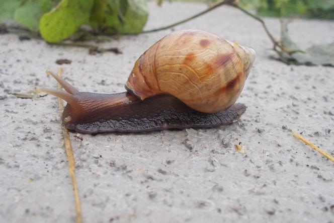 Ślimaki są biologicznie obojnakami.