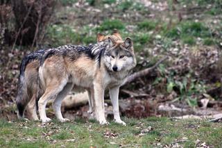 Agresywne wilki na Podhalu. Mamy sygnały, że atakują w biały dzień