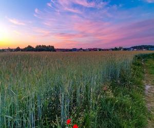 W trosce o środowisko. Aleksandrów stawia na ekologię