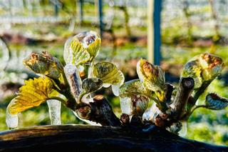 Winnica Molias po przymrozkach