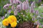 Ptilotus exaltatus 