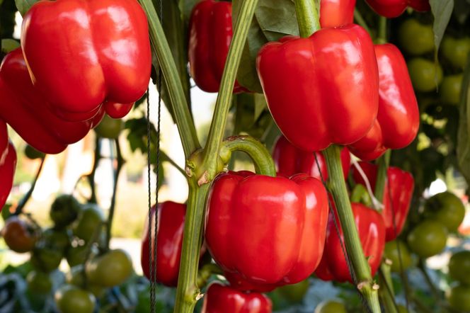 Rolnik rozdają paprykę za darmo! Ceny na skupie to dramat