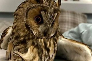 Policjanci drogówki uratowali puchacza