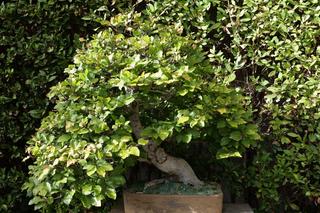 Bonsai Fagus sylvatica