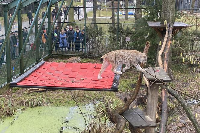 Dzień kota w łódzkim zoo. To doskonała okazja na obserwowanie nowego osobnika