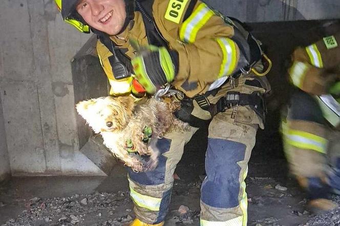 Strażacy z Węgierskiej Górki uratowali psa. Zwierzę było uwięzione