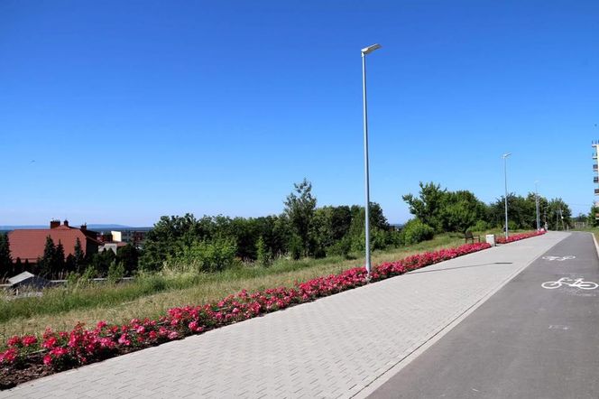 Starachowice. To najbardziej ukwiecone miasto świętokrzyskiego